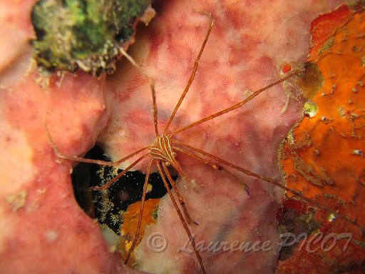araignée à nez pointu stenorhynchus seticornis.JPG
